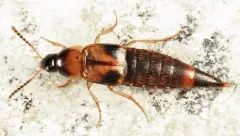 Lordithon anticus thumbnail 1
