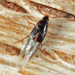 Mycetoporus consors thumbnail 1