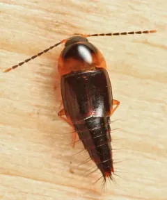 Nitidotachinus scrutator thumbnail 3