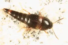 Sepedophilus cinctulus thumbnail 2