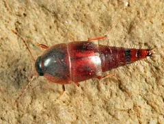 Sepedophilus crassus thumbnail 2