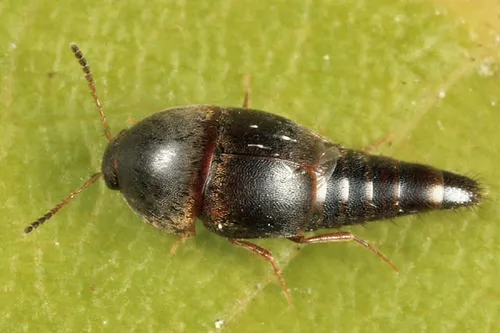 Sepedophilus frosti