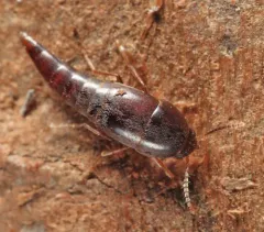 Sepedophilus marshami thumbnail 4