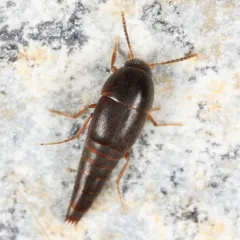 Sepedophilus testaceus thumbnail 2