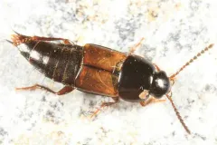 Tachinus basalis thumbnail 2