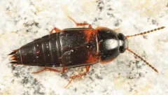 Tachinus fumipennis thumbnail 2
