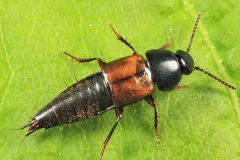 Tachinus luridus thumbnail 3