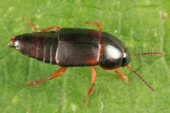 Tachinus memnonius thumbnail 4