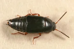 Tachinus picipes thumbnail 2