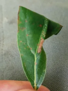 Sassafras Caloptilia Moth thumbnail 4