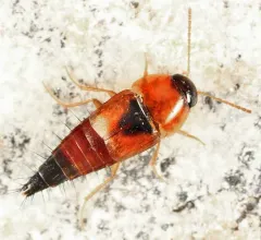 Tachyporus elegans thumbnail 2