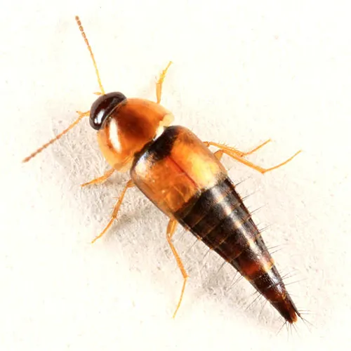 Tachyporus maculicollis