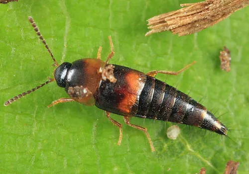 Tachyporus transversalis