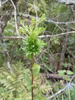 Asphondylia pumila thumbnail 4