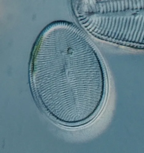 Cocconeis placentula