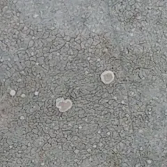 Pink-eyed White-rim thumbnail 3