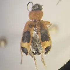 Red-black Spotted Beetle thumbnail 2