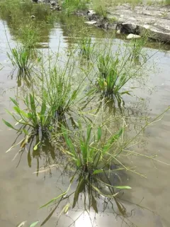 grass-leaved water-plantain thumbnail 3