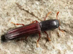 Lined Cylindrical Bark Beetle thumbnail 1