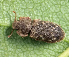 Namunaria guttulata thumbnail 1