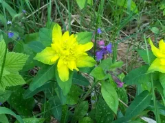 Cushion Spurge thumbnail 2
