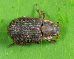 Even Hide Scarab Beetle thumbnail 2