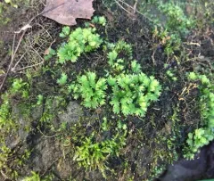 Common Pocket-moss thumbnail 3