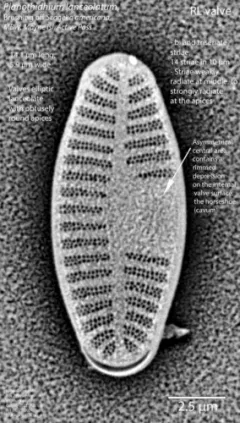 Planothidium lanceolatum thumbnail 3