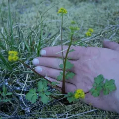 northern sanicle thumbnail 3