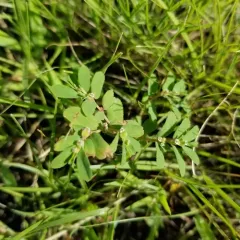 Thymeleaf Sandmat thumbnail 2