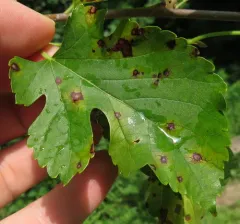 Mulberry Leaf Spot thumbnail 2
