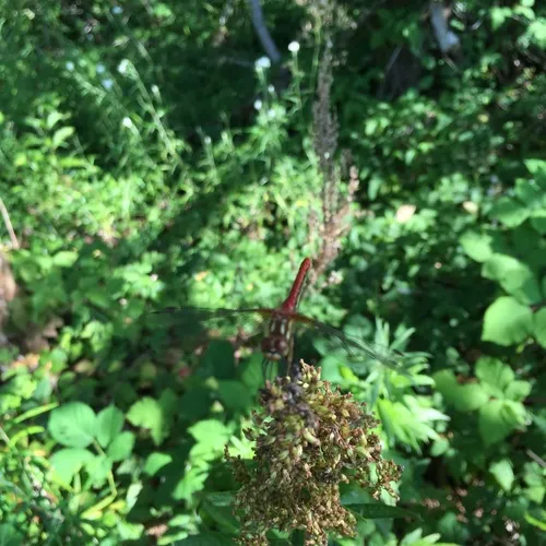Striped Meadowhawk