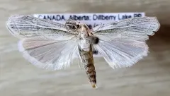 Loxocrambus awemensis thumbnail 2