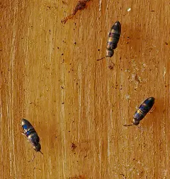 Lepidocyrtus fimicolus thumbnail 3