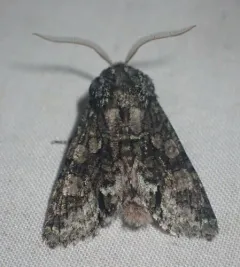 Figure-eight Sallow thumbnail 4