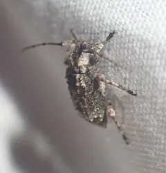 Leptostylus transversus thumbnail 4