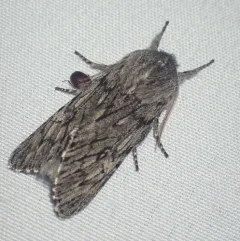 Boreal Fan Moth thumbnail 4