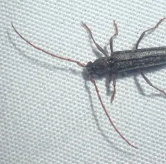 Twig Pruner thumbnail 2