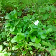 broadleaf forget-me-not thumbnail 3