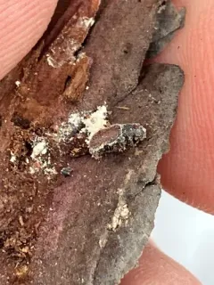 Eastern Larch Beetle thumbnail 1