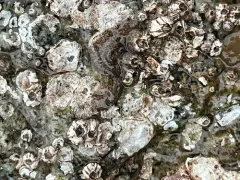 Notocomplana acticola thumbnail 3