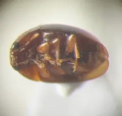 Apical Shining Flower Beetle thumbnail 4