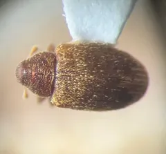 Tawny Ash Weevil thumbnail 4