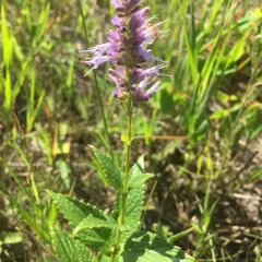 anise hyssop thumbnail 4