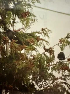 Crested Myna thumbnail 2