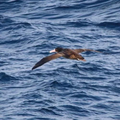 Short-tailed Albatross