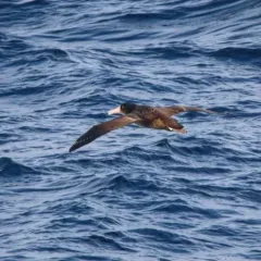Short-tailed Albatross thumbnail 1
