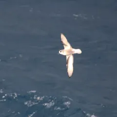 Mottled Petrel thumbnail 2