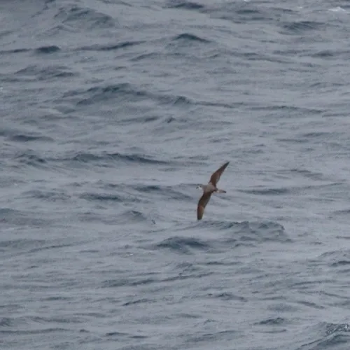 Cook's Petrel