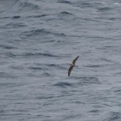 Cook's Petrel thumbnail 1